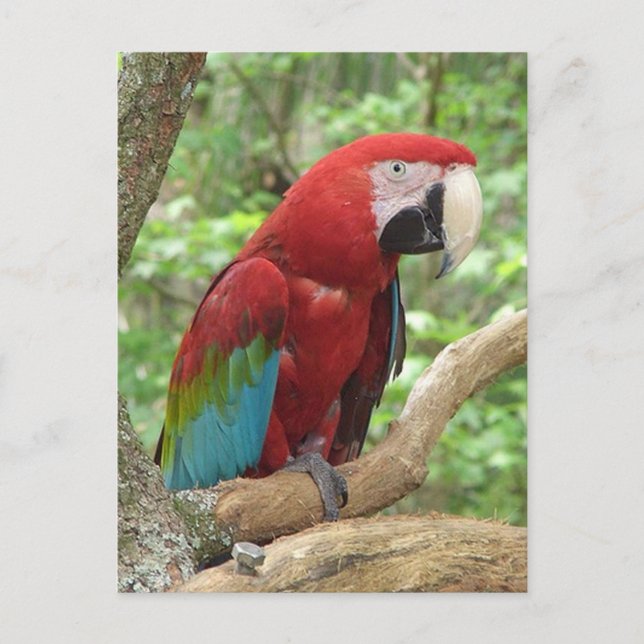 Cartão Postal Cartão-postal de Foto Macaw Scarlet (Frente)