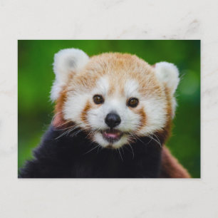 Cartão Postal Cartão-postal de Foto Red Panda Smiling