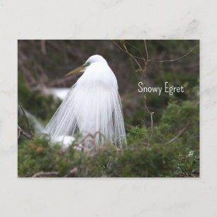 Cartão Postal Cartão-postal de Foto Snowy Egret