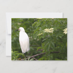 Cartão Postal Cartão-postal de Foto Snowy Egret