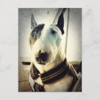 Cartão-postal de fotografia Bull Terrier com estil