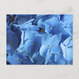 Cartão Postal Cartão-postal de fotografia com flores de Hydrange