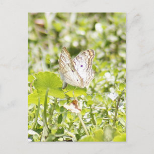 Cartão Postal Cartão-postal de Fotografia da Borboleta Pavão Bra