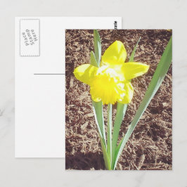 Cartão Postal Cartão-postal de fotografia Daffodil primavera