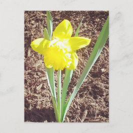 Cartão Postal Cartão-postal de fotografia Daffodil primavera