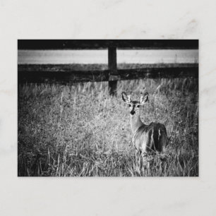 Cartão Postal Cartão-postal de fotografia Doe