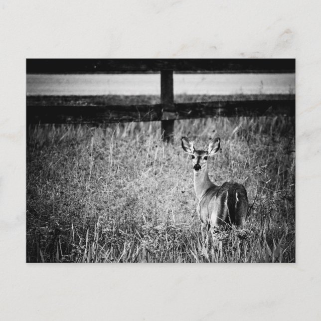 Cartão Postal Cartão-postal de fotografia Doe (Frente)