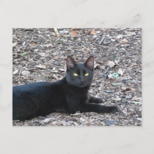 Cartão Postal Cartão-postal de fotografia Gato Preto