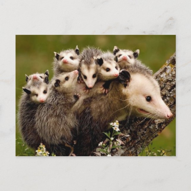 Cartão Postal Cartão-postal de fotografia Vintage (Frente)