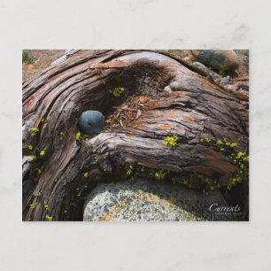 Cartão Postal Cartão-postal de fotos atual