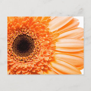 Cartão Postal Cartão-postal de fotos de aproximação de Gerbera D