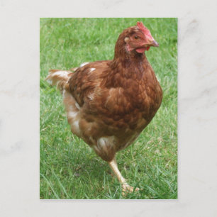 Cartão Postal Cartão-postal de frango