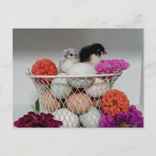 Cartão Postal Cartão-postal de frango para bebês