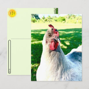 Cartão Postal Cartão-postal de frango - Série Fazenda Life