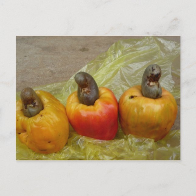 Cartão Postal Cartão-postal de Fruta Afro-Cashew Nut (Frente)