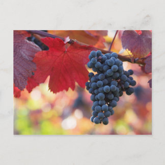 Cartão Postal Cartão-postal de fruta e Comida 72