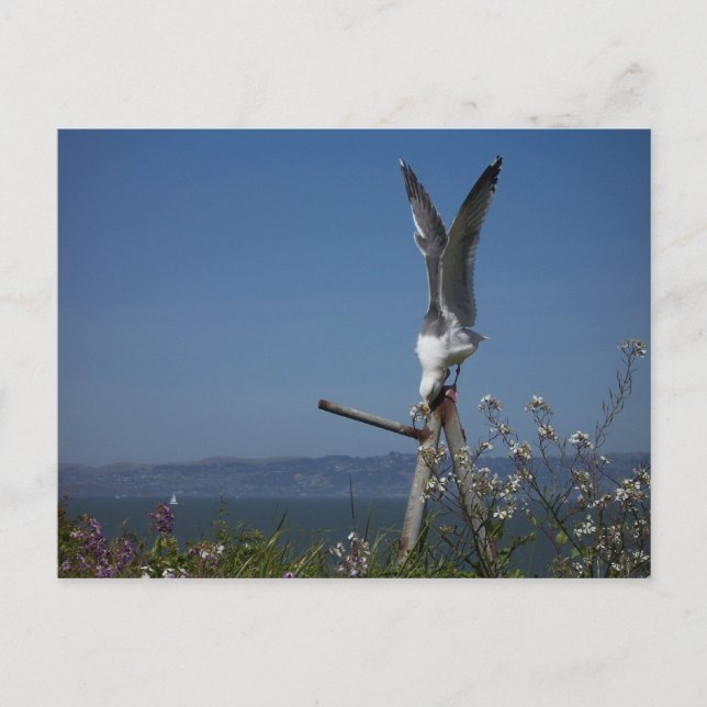Cartão Postal Cartão-postal de gaivota (Frente)