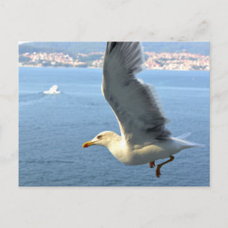 Cartão Postal Cartão-postal de gaivota de Airmail