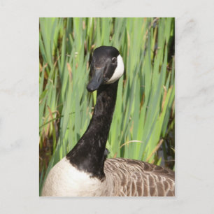 Cartão Postal Cartão-postal de ganso do Canadá