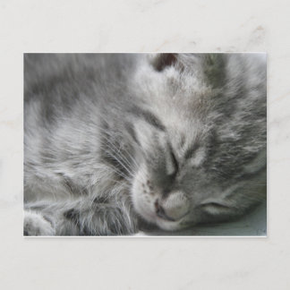 Cartão Postal Cartão-postal de Gatinho cinza