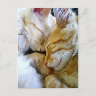 Cartão Postal Cartão-postal de Gatinhos Envolvidos