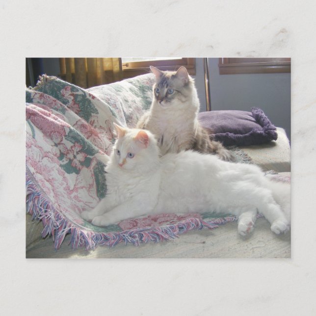 Cartão Postal Cartão-postal de gatinhos pacíficos (Frente)