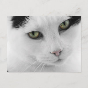 Cartão Postal Cartão-postal de gato branco