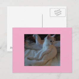 Cartão Postal Cartão-postal de gato branco