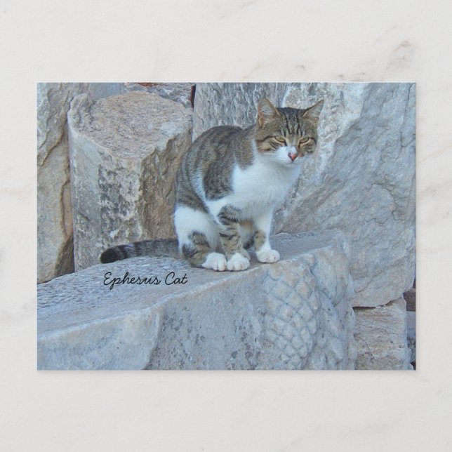 Cartão Postal Cartão-postal de Gato Feral Ephesus (Frente)