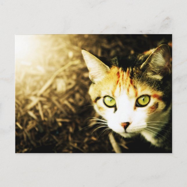 Cartão Postal Cartão-postal de gato leve do outono (Frente)