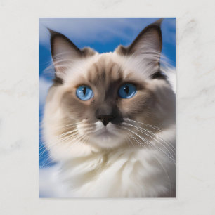 Cartão Postal Cartão-postal de Gato Ragdoll