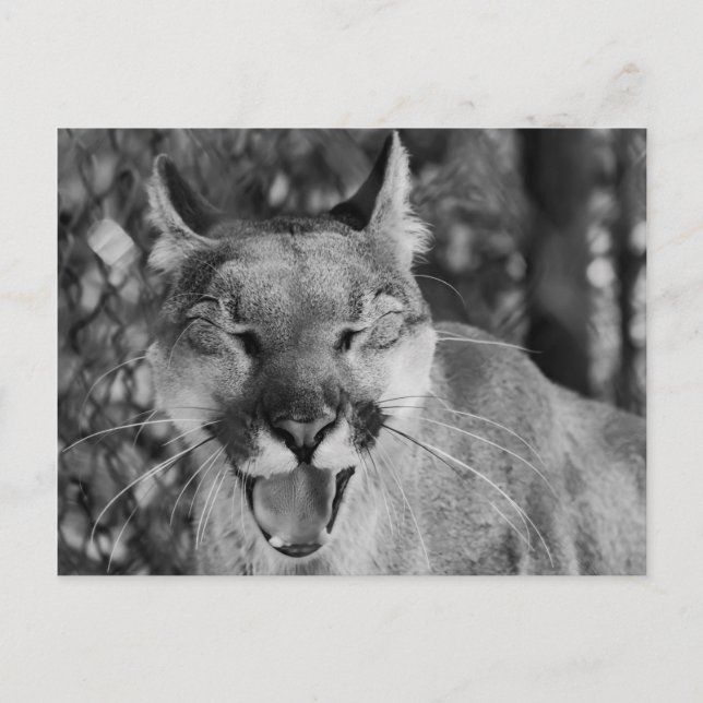 Cartão Postal Cartão-postal de Gato Ridente (Frente)