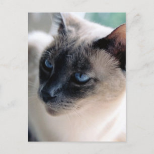 Cartão Postal Cartão-postal de Gato Siamese