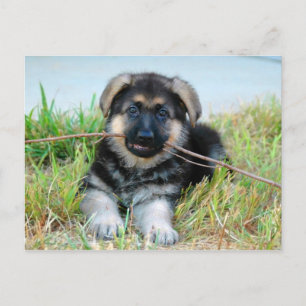 Cartão Postal Cartão-postal de german shepherd