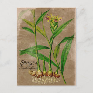 Cartão Postal Cartão-postal de Ginger Root Plant do Estilo Vint
