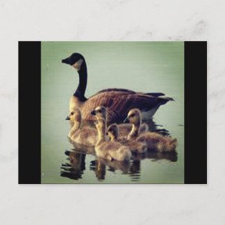Cartão Postal Cartão-postal de Goose e Bebês