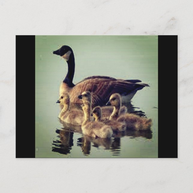 Cartão Postal Cartão-postal de Goose e Bebês (Frente)