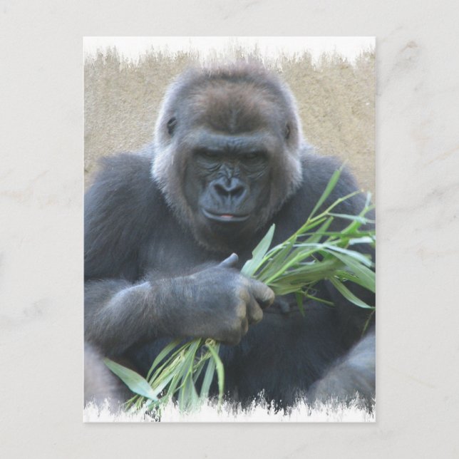 Cartão Postal Cartão-postal de Gorilla Silverback (Frente)