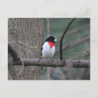 Cartão-postal de Grosbeak vermelho-quebrado