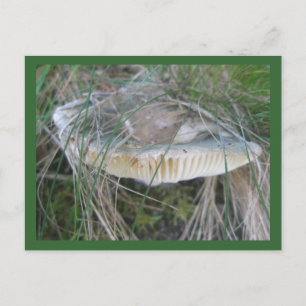 Cartão Postal Cartão-postal de Guelras Mushroom
