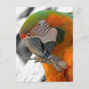 Cartão Postal Cartão-postal de Harlequin Macaw Foot