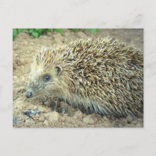 Cartão Postal Cartão-postal de Hedgehog Care