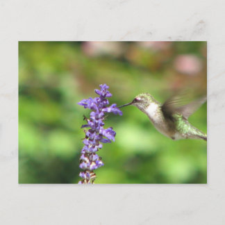 Cartão Postal Cartão-postal de Hummingbird de Northwood