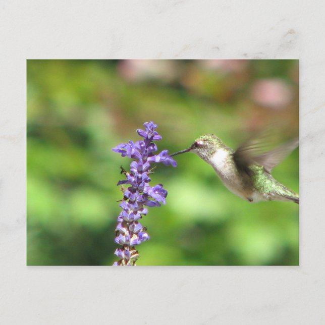 Cartão Postal Cartão-postal de Hummingbird de Northwood (Frente)