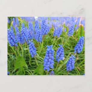 Cartão Postal Cartão-postal de Hyacinths de Grama
