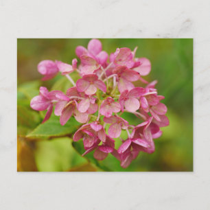 Cartão Postal Cartão-postal de Hydrangea rosa