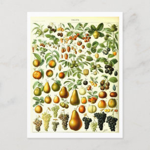 Cartão Postal Cartão-postal de ilustração botânica da Fruta de v