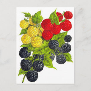 Cartão Postal Cartão-postal de ilustração clássico