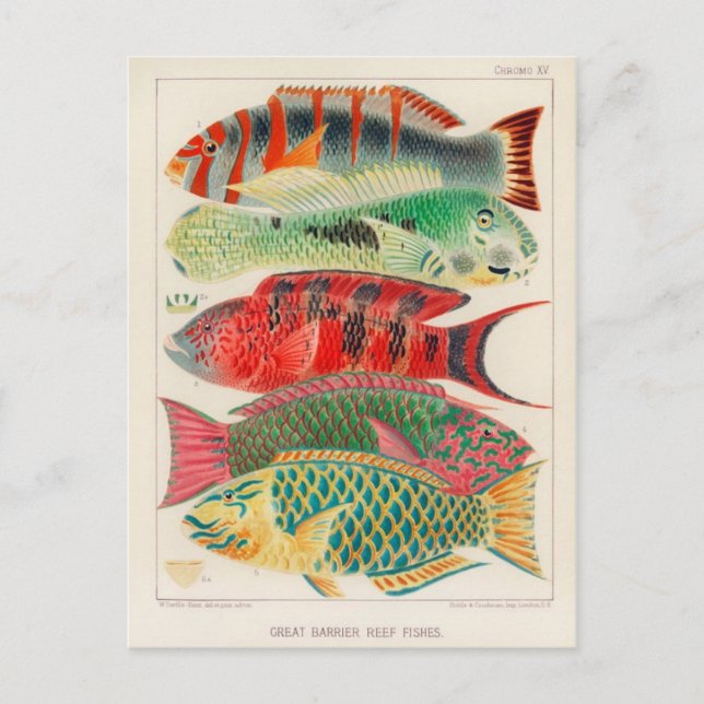 Cartão Postal Cartão-postal de Ilustração Clássico (Frente)