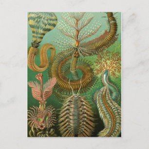 Cartão Postal Cartão-postal de ilustração clássico